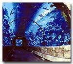 Shark Reef